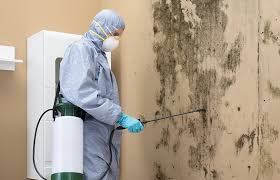 Best Industrial Mold Remediation in Blue Ridge, GA